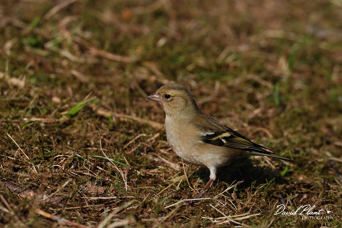 David Plant Photography - Wildlife Photographer - Chaffinch female - H.jpg - Chaffinch, female - Forest of Dean